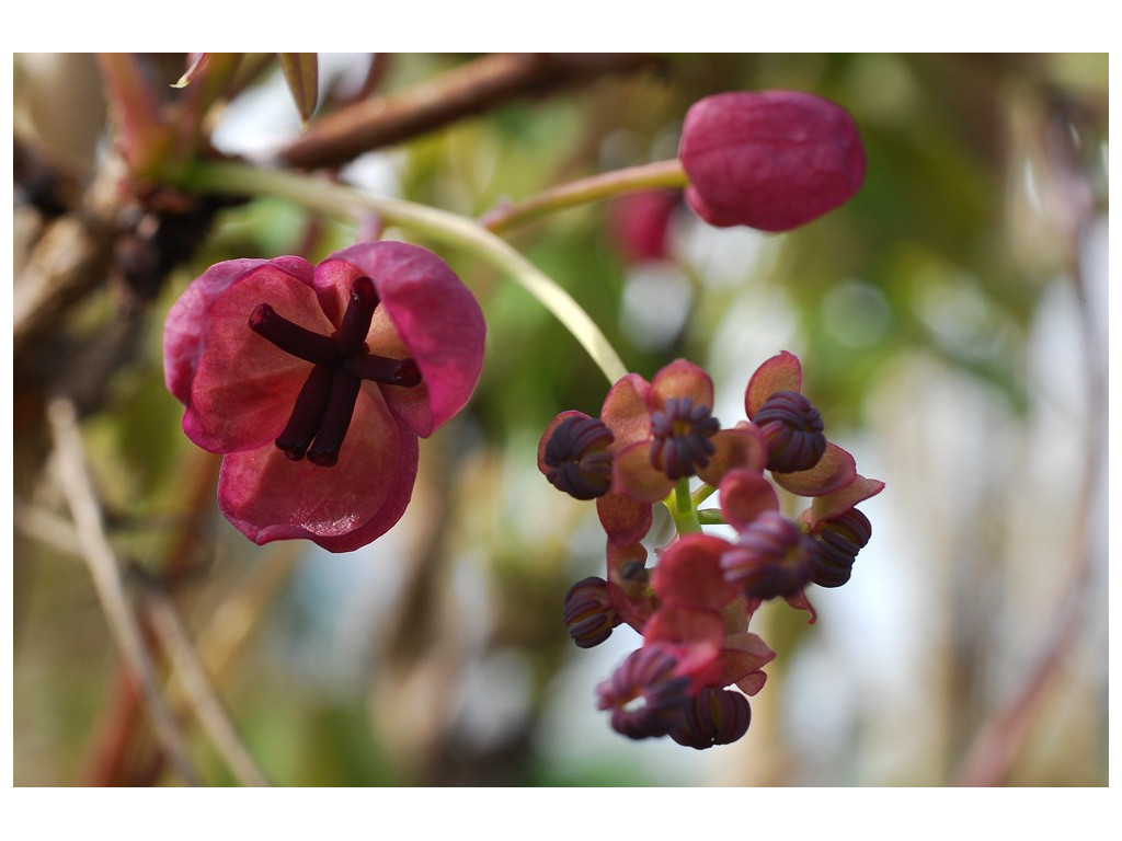 AKEBIA QUINATA 'SILVER BELLS' AKEBIA QUINATA 'SILVER BELLS'