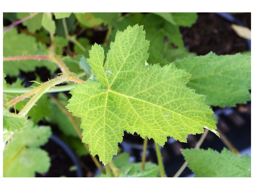 RUBUS sp.TIBET CH5769