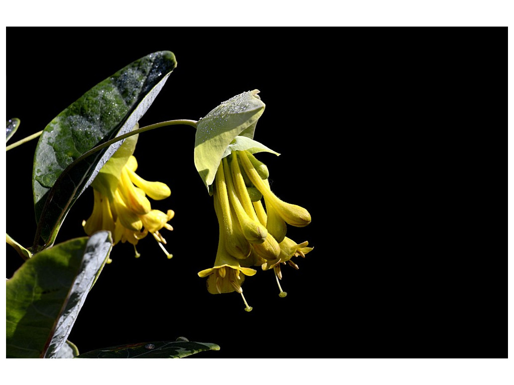 LONICERA SUBAEQUALIS