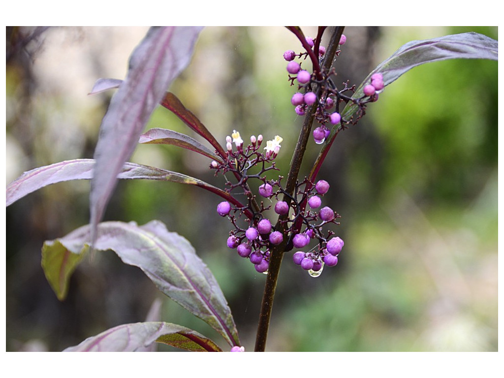 CALLICARPA KWANGTUNGENSIS CH6288