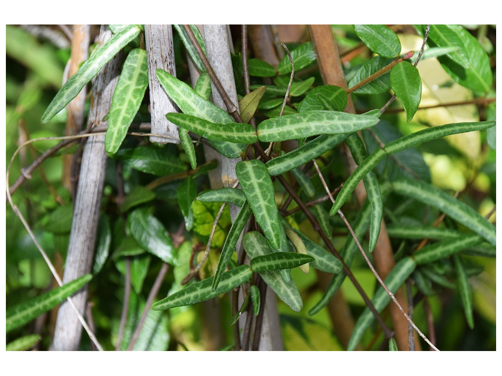 TRACHELOSPERMUM ASIATICUM 'THETA'