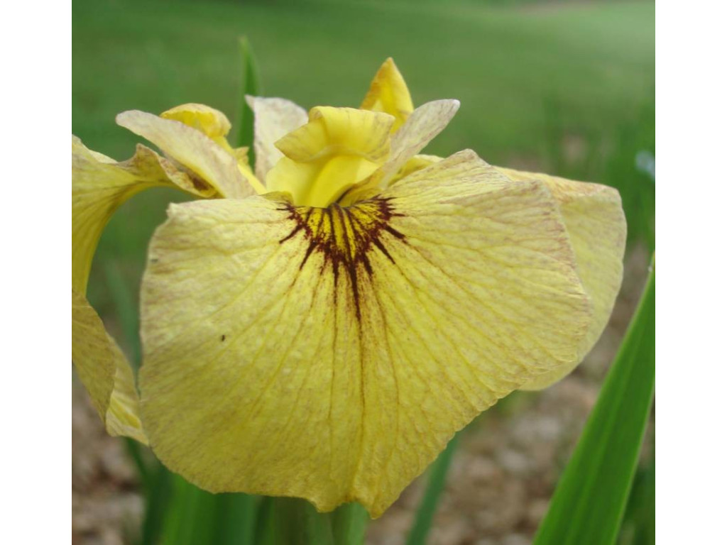 IRIS x PSEUDATA 'SUNADOKEI'