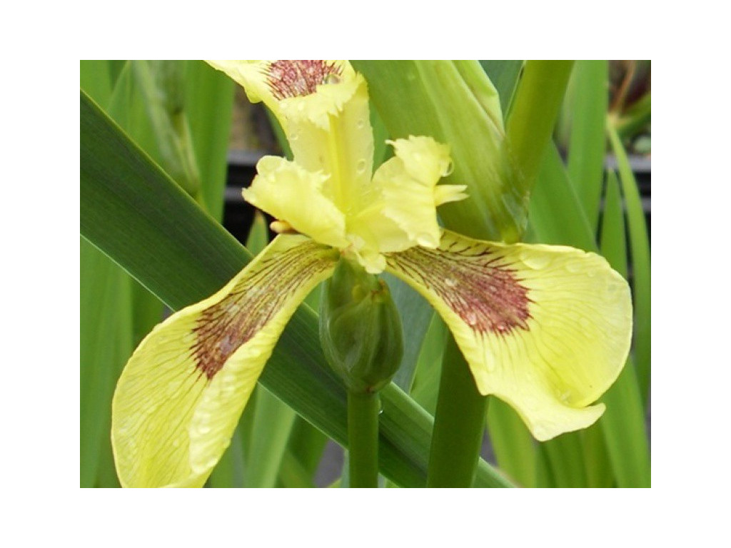 IRIS PSEUDACORUS 'KRILL'