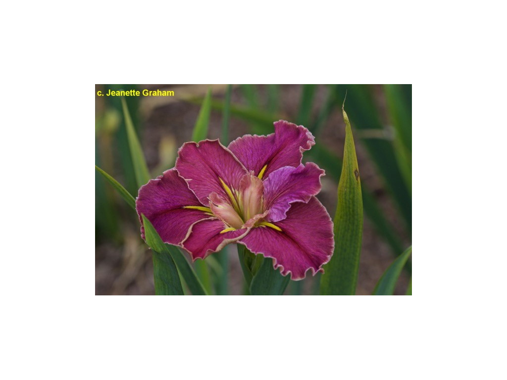 IRIS LOUISIANA 'BARCOO'