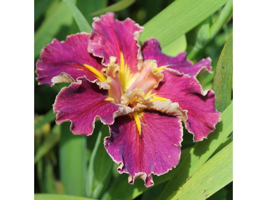 IRIS LOUISIANA 'CATWALK IDOL'