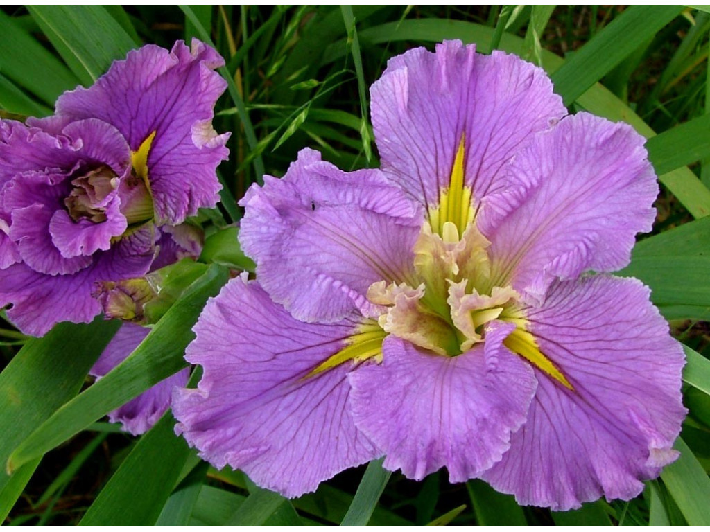 IRIS LOUISIANA 'CHILDHOOD SWEETHEART'