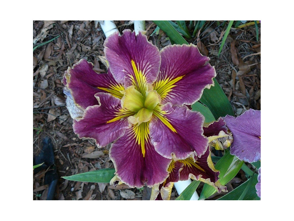 IRIS LOUISIANA 'EXTRA DAZZLE'