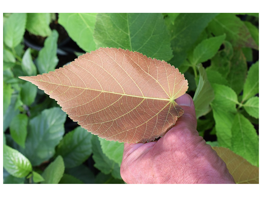 TILIA AMERICANA US5226