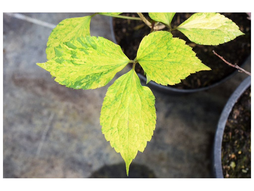 CLEMATIS JAPONICA 'GENTOUKI'