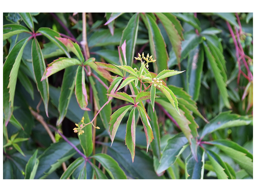 PARTHENOCISSUS INSERTA