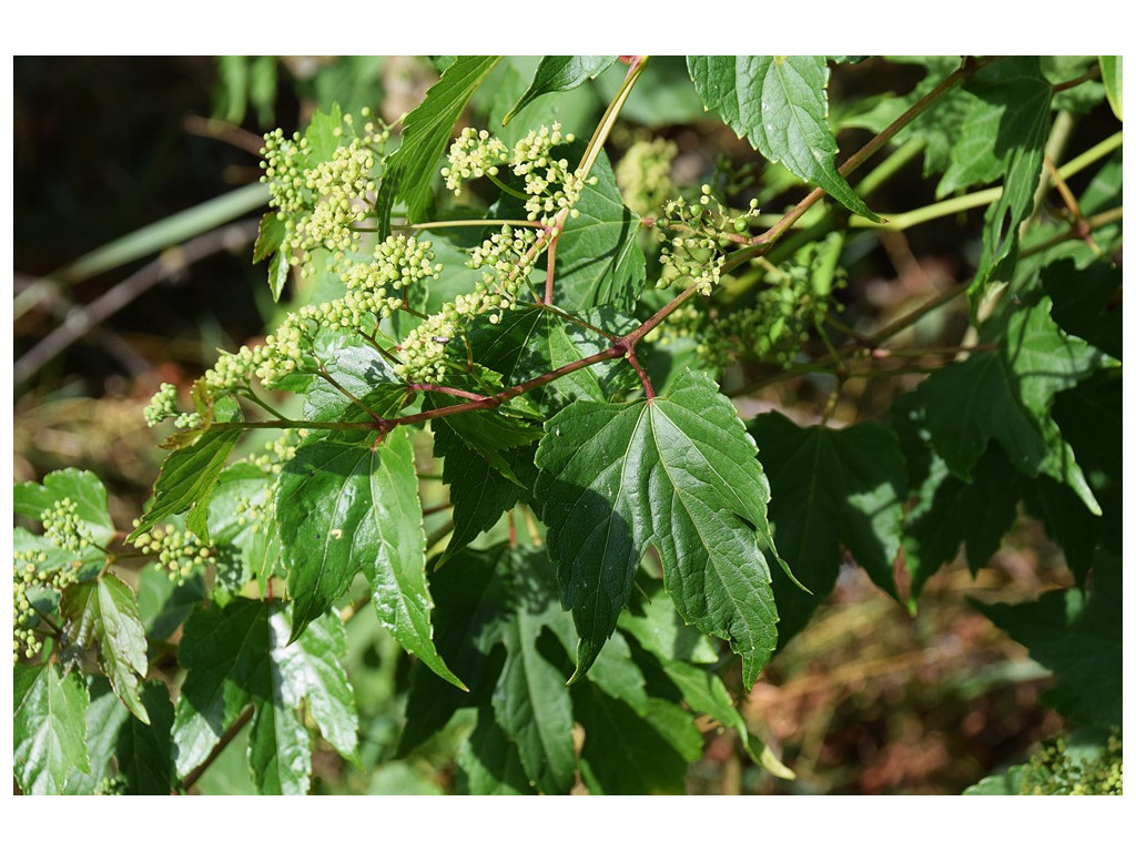 AMPELOPSIS HETEROPHYLLA 'CITRULOIDES'