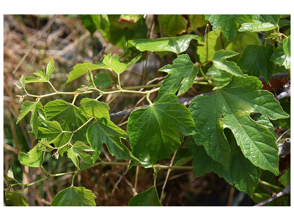 AMPELOPSIS HETEROPHYLLA 'BRYONIFOLIA'