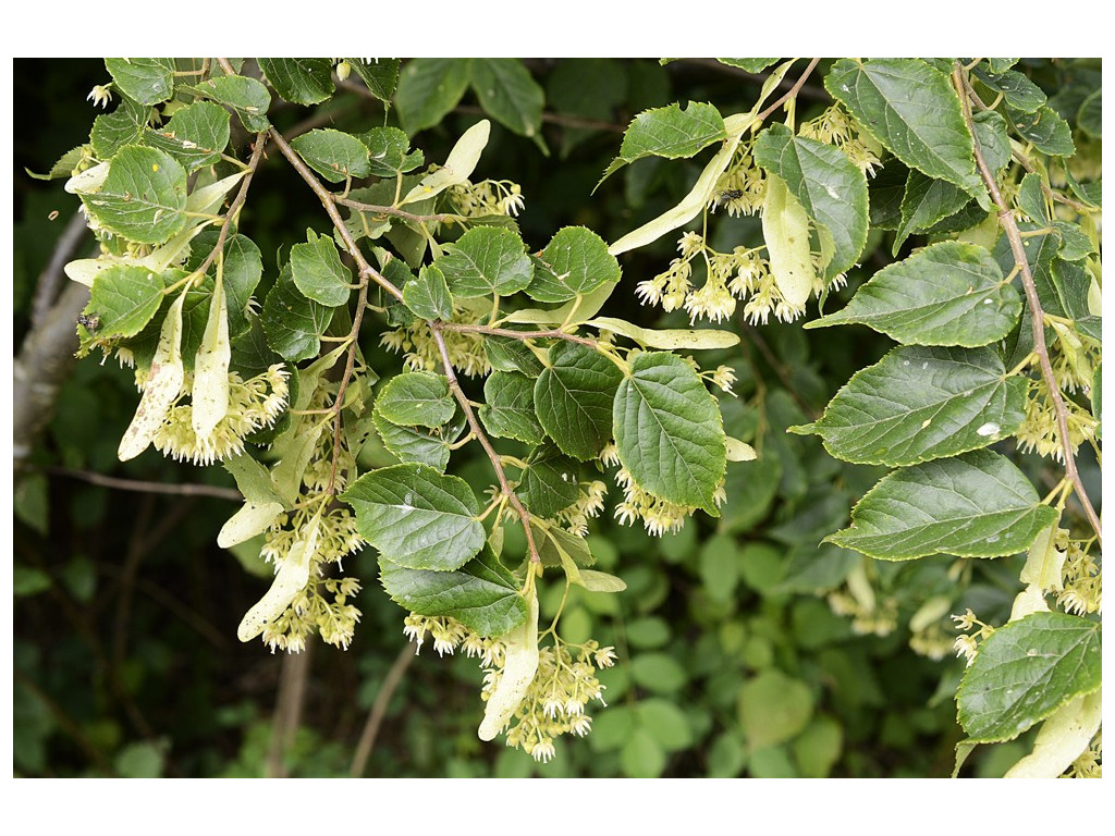 TILIA KIUSIANA