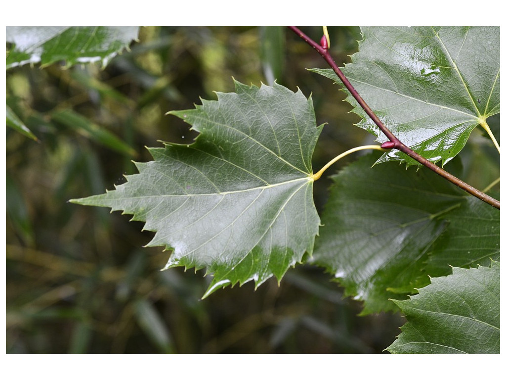 TILIA EUCHLORA x MONGOLICA