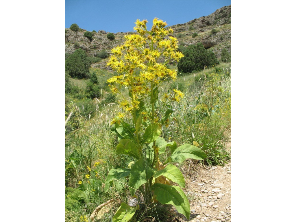 INULA GRANDIS KZ5803