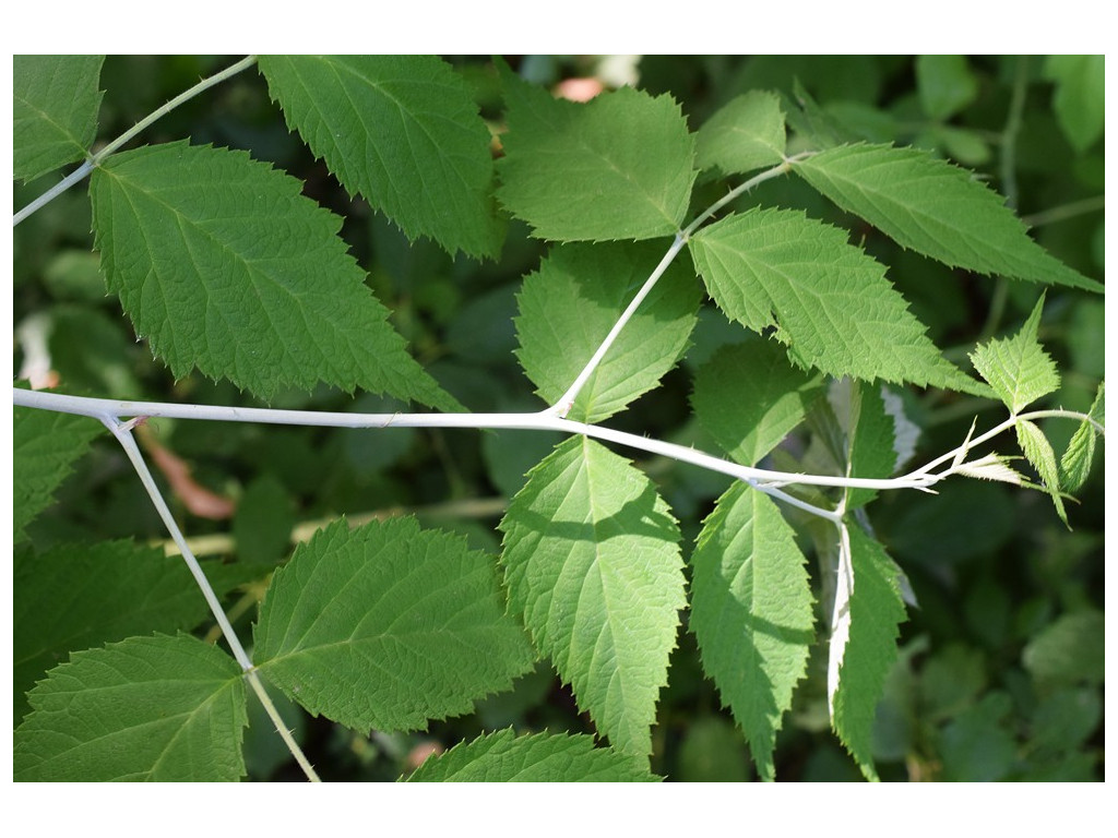 RUBUS LASIOSTYLUS var.HUPEHENSIS