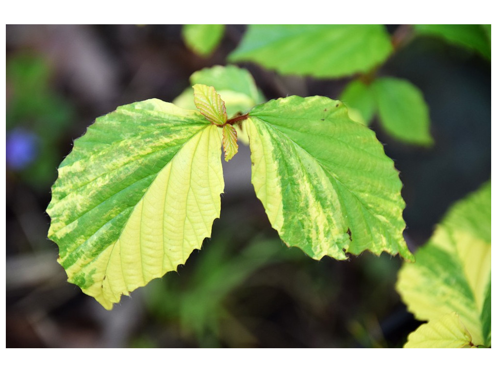 VIBURNUM DILATATUM 'KOMOREBI'