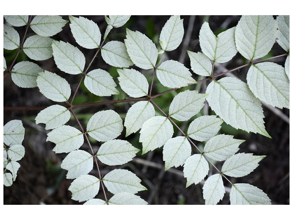 ARALIA ELATA 'SHIRO AKEBONO'