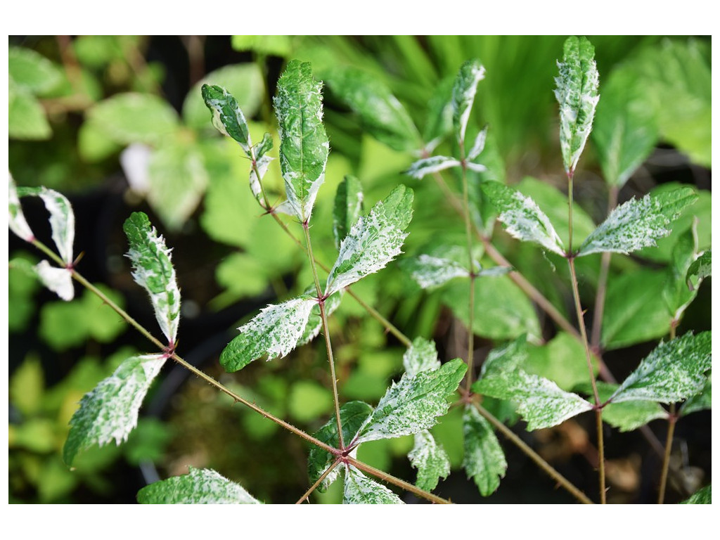 ARALIA ELATA 'SANKO'