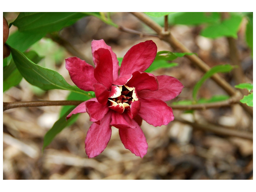 SINOCALYCANTHUS x RAULSTONII 'HARTLAGE WINE'