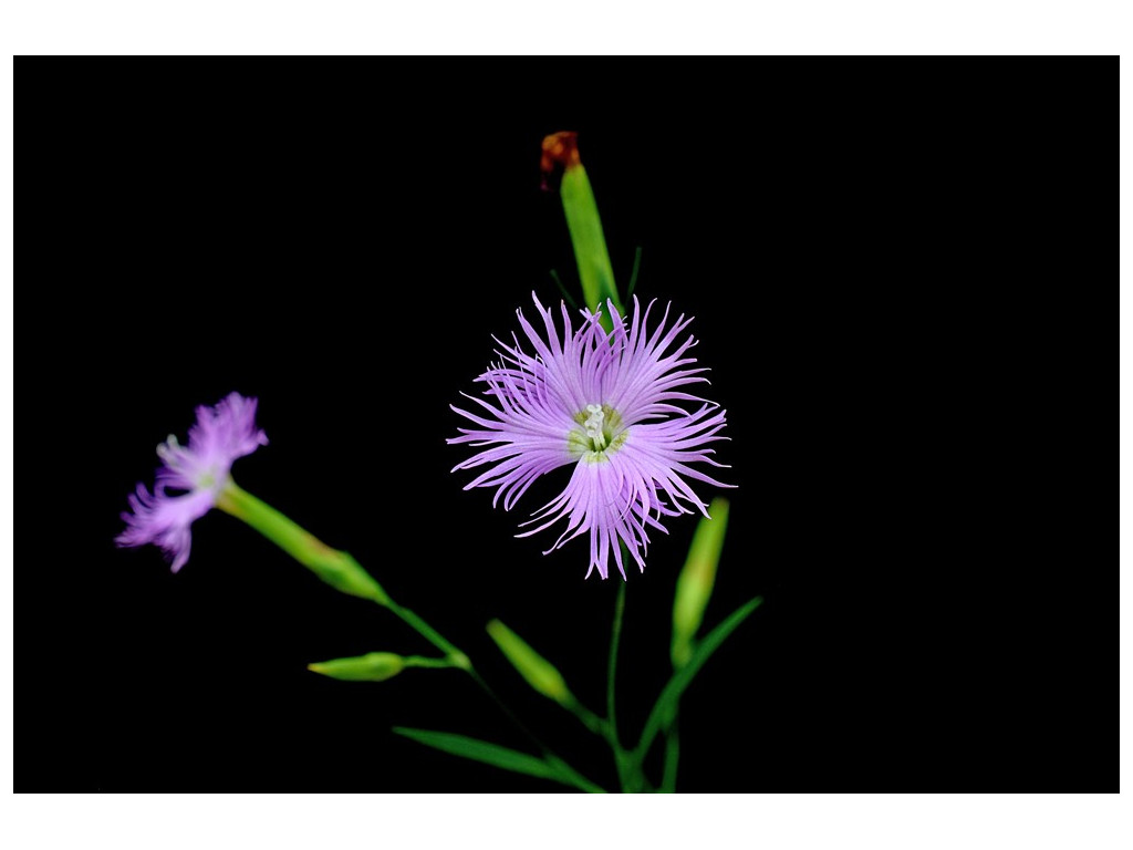 DIANTHUS PYGMAEUS CMBTW1678