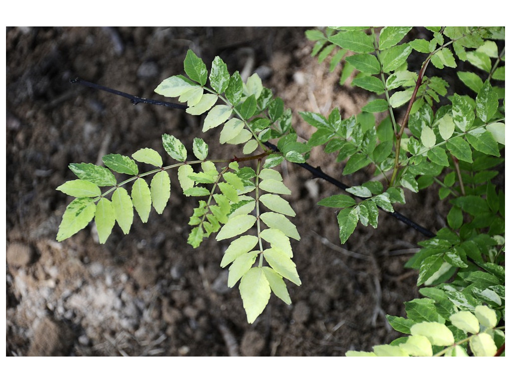 ZANTHOXYLUM SCHINIFOLIUM 'AOBA'