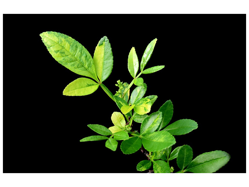 ZANTHOXYLUM ALATUM var.SUBTRIFOLIATUM 'NISHIKI' ZANTHOXYLUM ALATUM var.SUBTRIFOLIATUM 'NISHIKI'