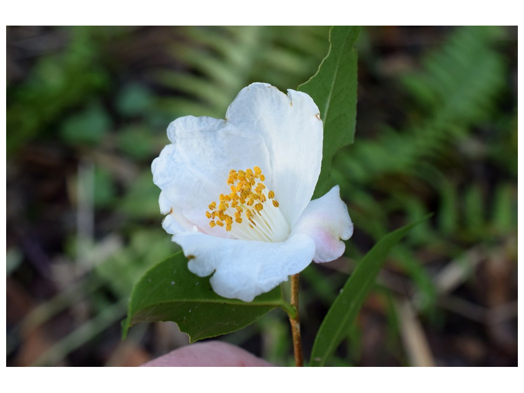 CAMELLIA SASANQUA 'NARUMIGATA' CAMELLIA SASANQUA 'NARUMIGATA'