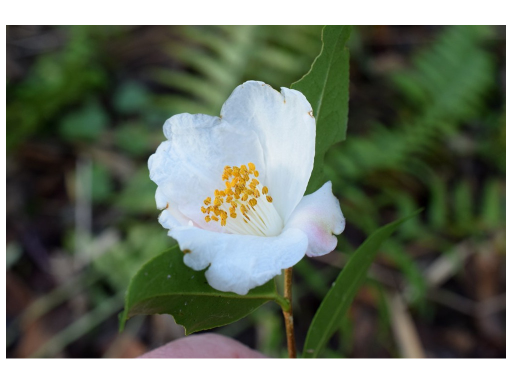 CAMELLIA SASANQUA 'NARUMIGATA'