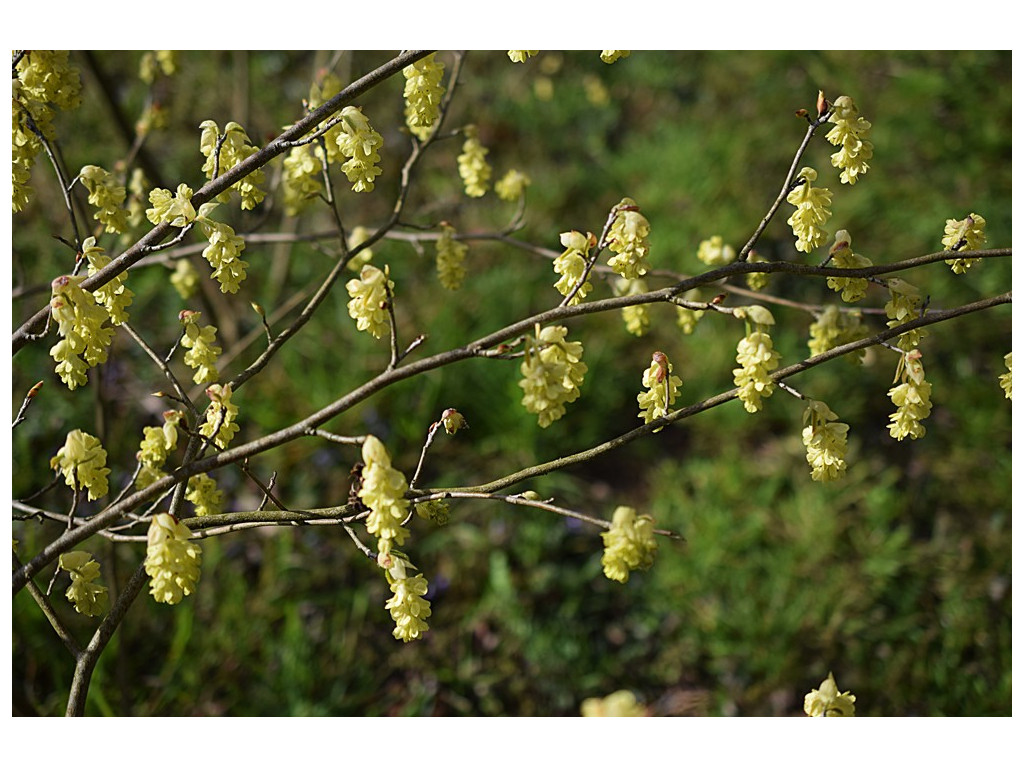 CORYLOPSIS SINENSIS var.CALVESCENS