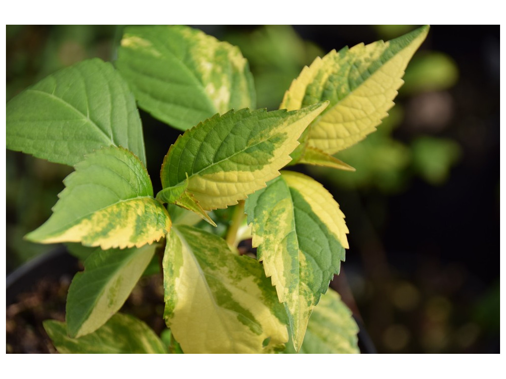 HYDRANGEA SERRATA 'NAGANO SURPRISE'