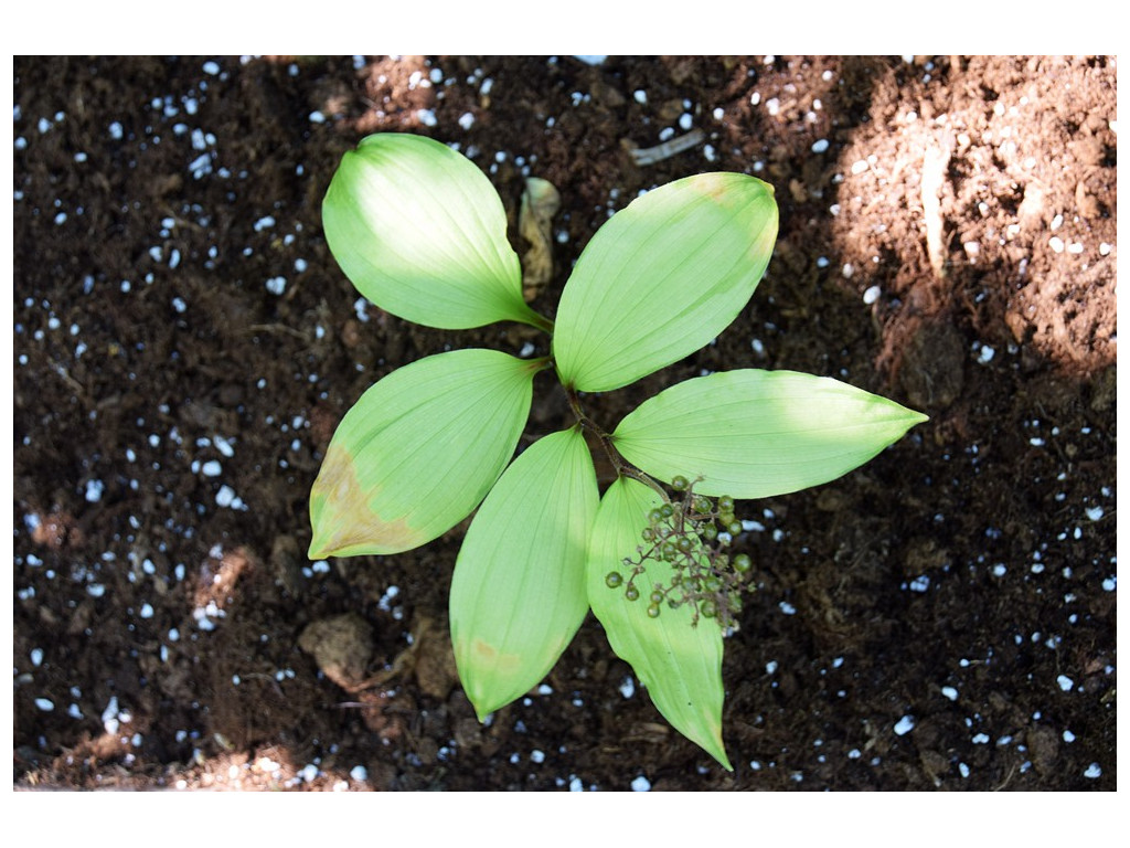 MAIANTHEMUM JAPONICUM 'KOUKOU'