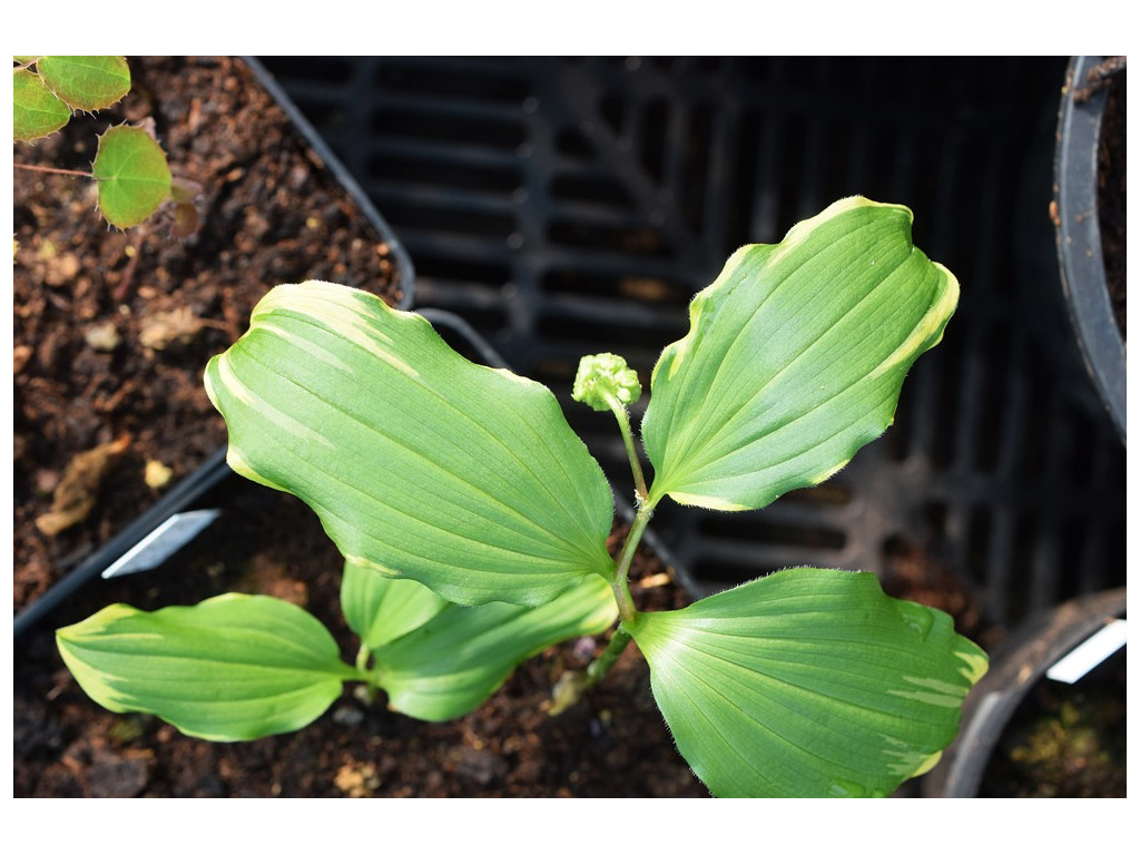 MAIANTHEMUM JAPONICUM 'SUIKOU'