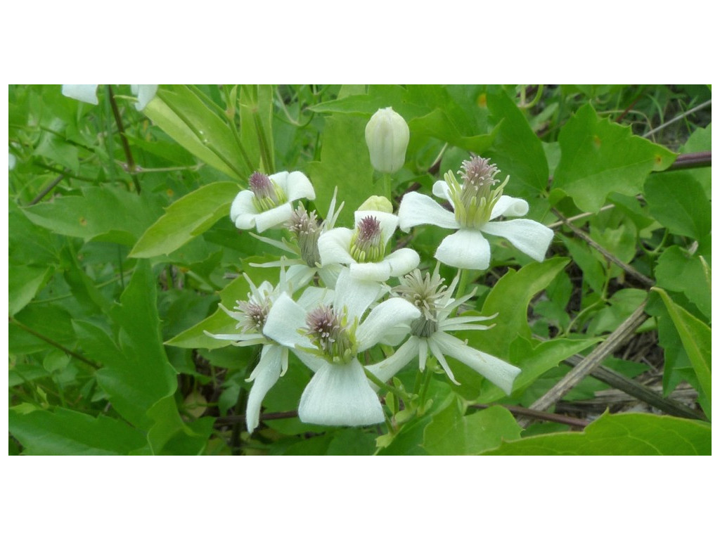 CLEMATIS LIGUSTICIFOLIA