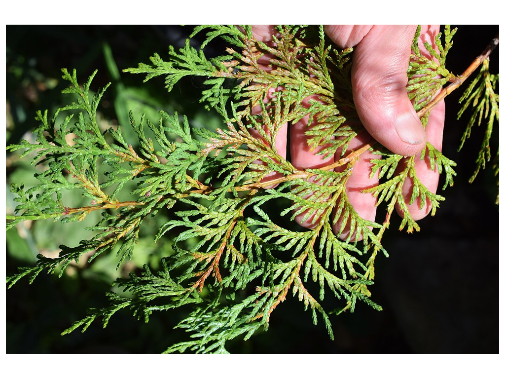 CHAMAECYPARIS OBTUSA var.FORMOSANA