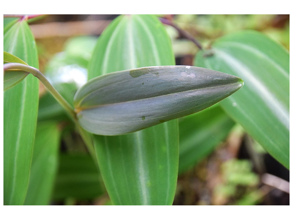 POLYGONATUM CYRTONEMA