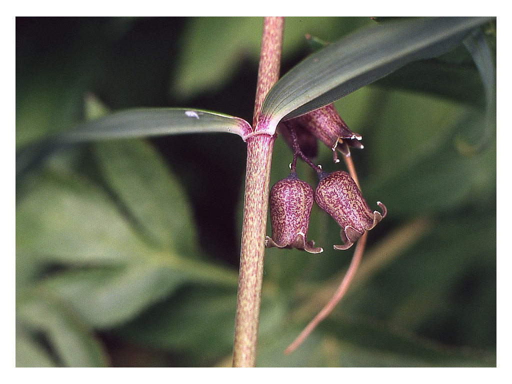 POLYGONATUM FUSCUM CBCH098