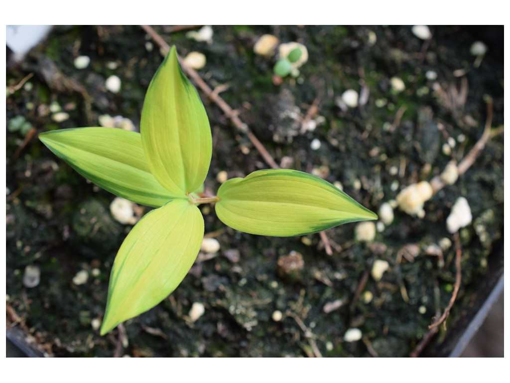 POLYGONATUM ODORATUM 'HIRONAKA'