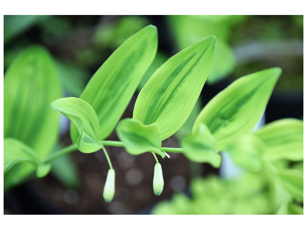 POLYGONATUM ODORATUM 'KI SAI'