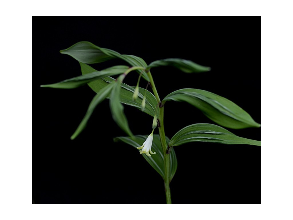 POLYGONATUM ODORATUM 'KORYU'