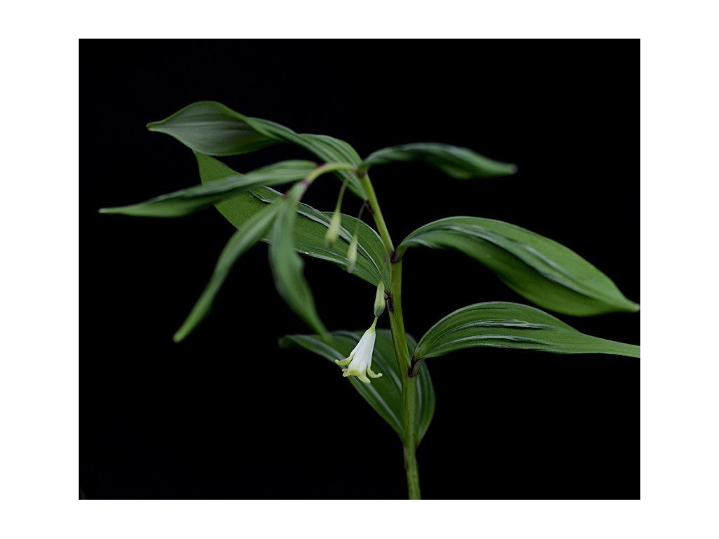POLYGONATUM ODORATUM 'URA KORYU' POLYGONATUM ODORATUM 'URA KORYU'