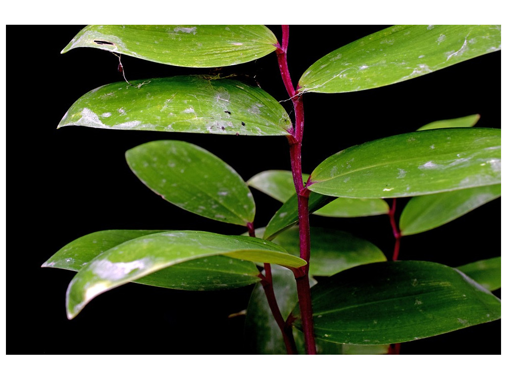 POLYGONATUM ODORATUM 'RED STEM'