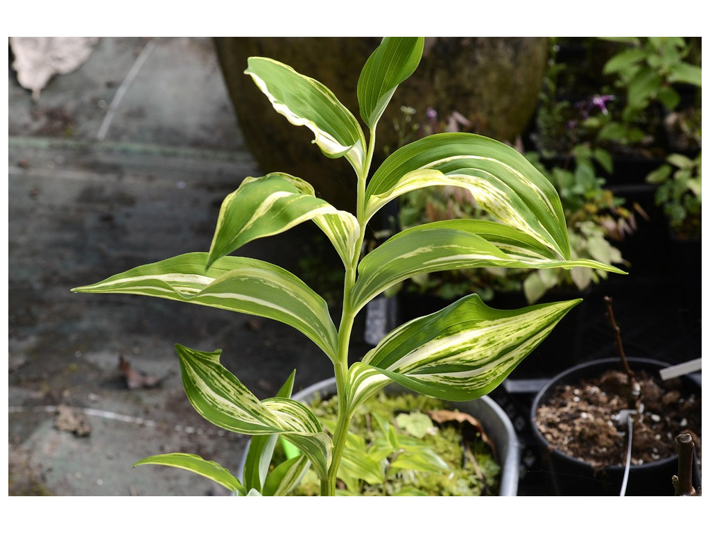 POLYGONATUM ODORATUM 'TAIGA'