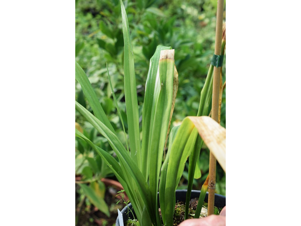 ASPIDISTRA sp.2 Vietnam