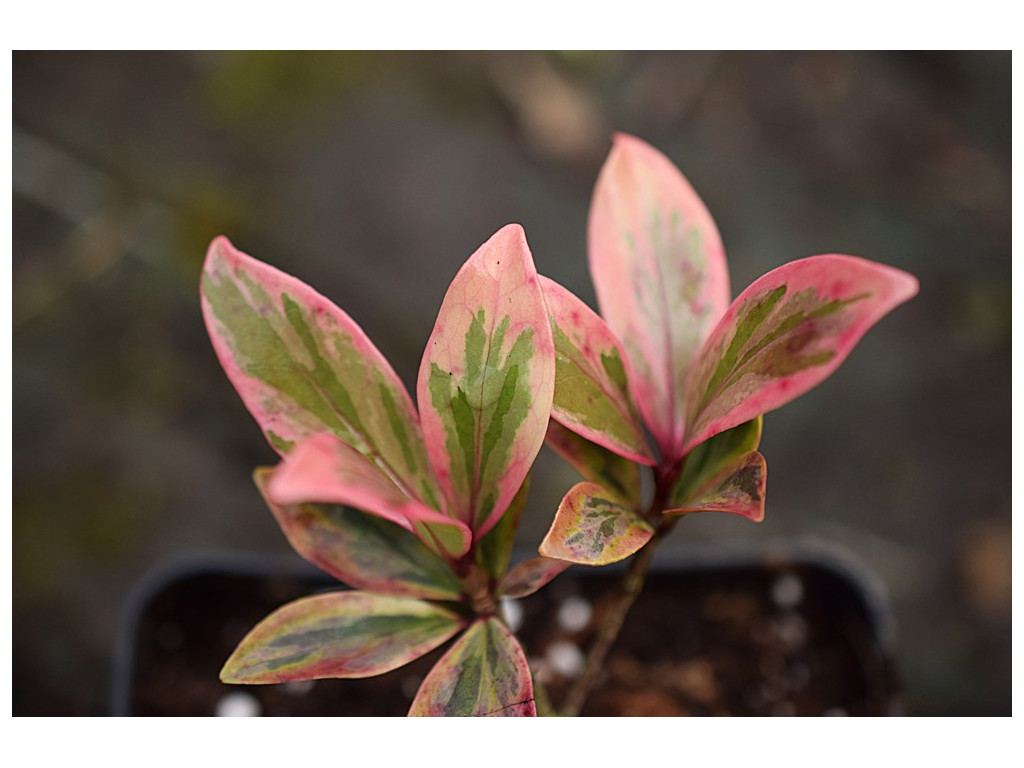 TERNSTROEMIA GYMNANTHERA 'AOBA'