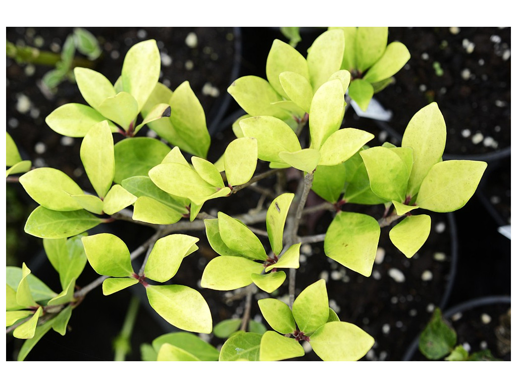 TERNSTROEMIA GYMNANTHERA 'OGON' TERNSTROEMIA GYMNANTHERA 'OGON'