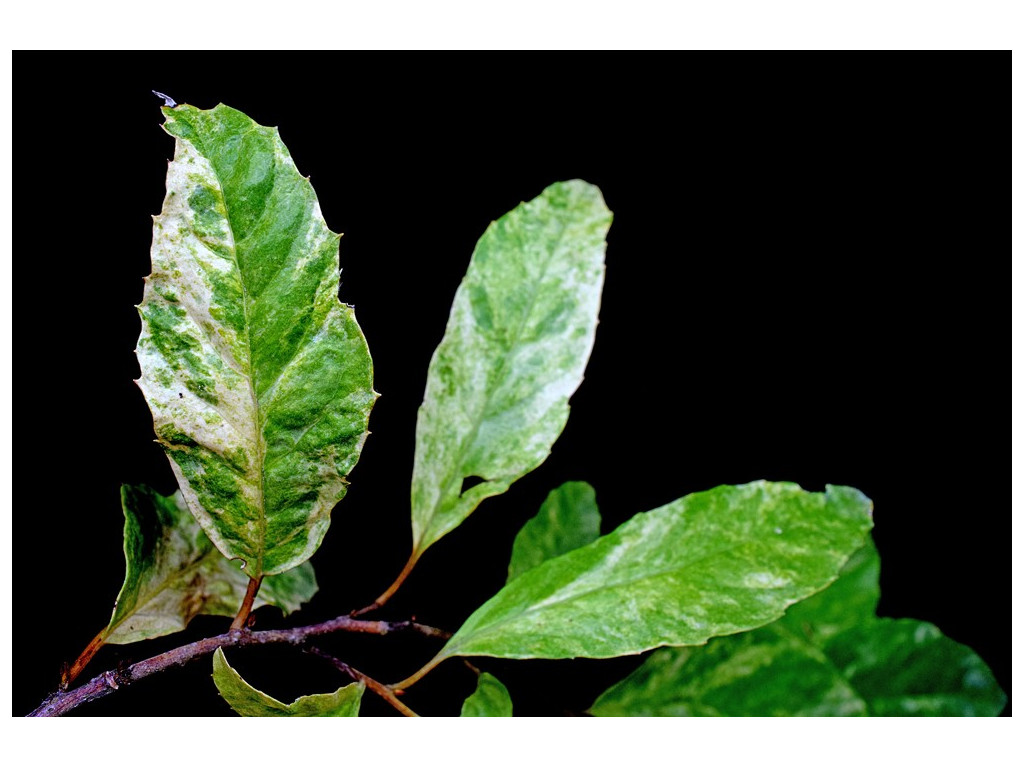 MAESA JAPONICA 'MADARA'