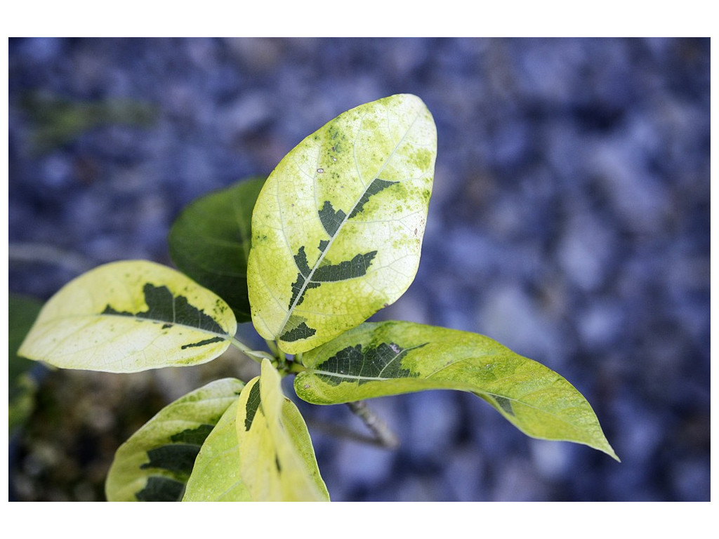 FICUS ERECTA 'GOLDEN JEWEL' FICUS ERECTA 'GOLDEN JEWEL'