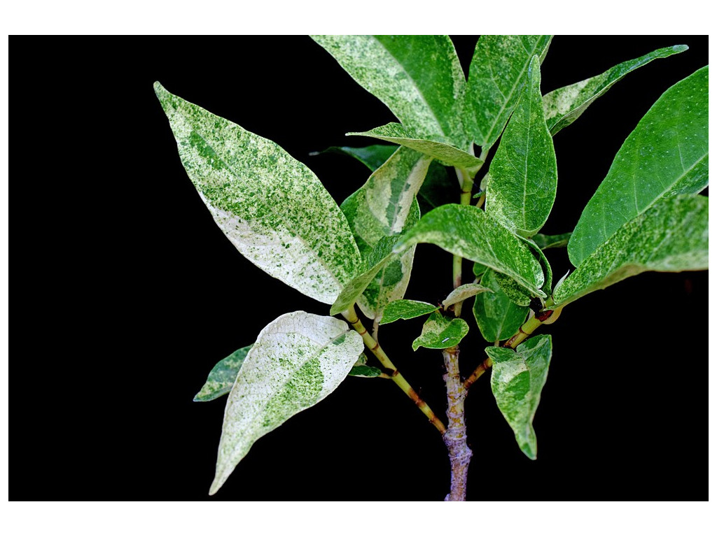 FICUS ERECTA 'AOBA'