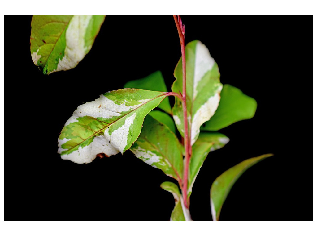 STEWARTIA PSEUDOCAMELLIA 'NISHIKI'